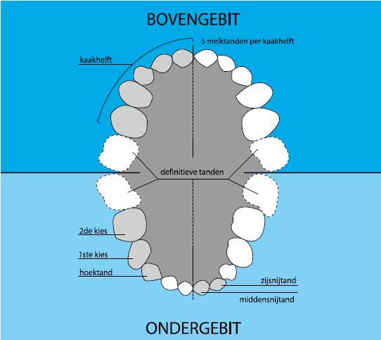 Hoeveel Tanden Heeft Een Kind