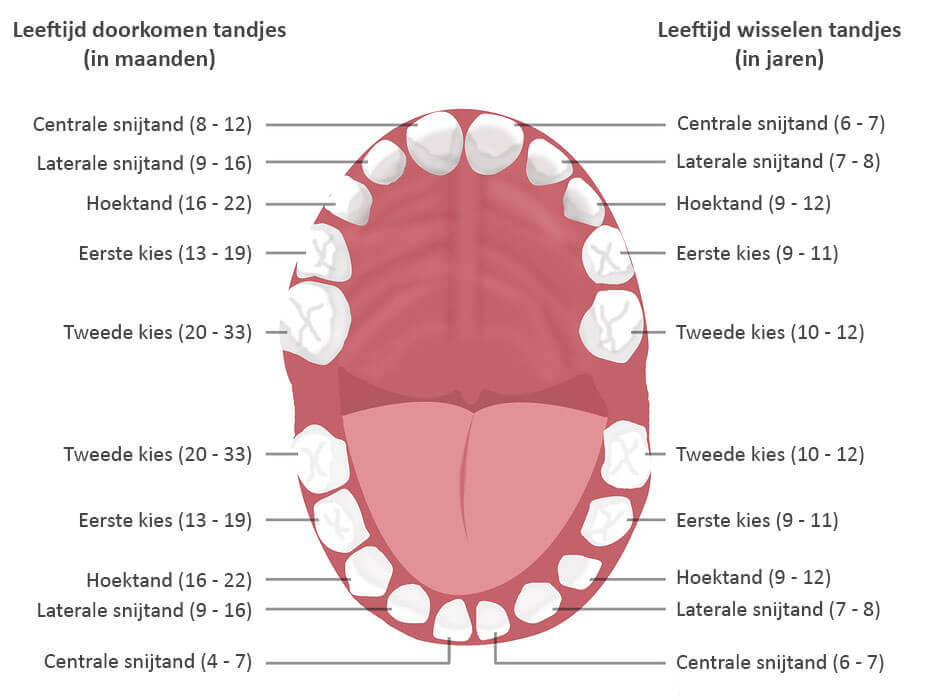 Hoeveel Tanden Heeft Een Kind