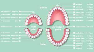 Hoeveel Tanden Heeft Een Kind