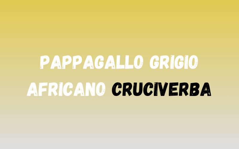 Pappagallo Grigio Africano